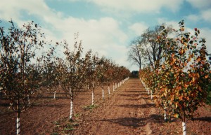 nursery3